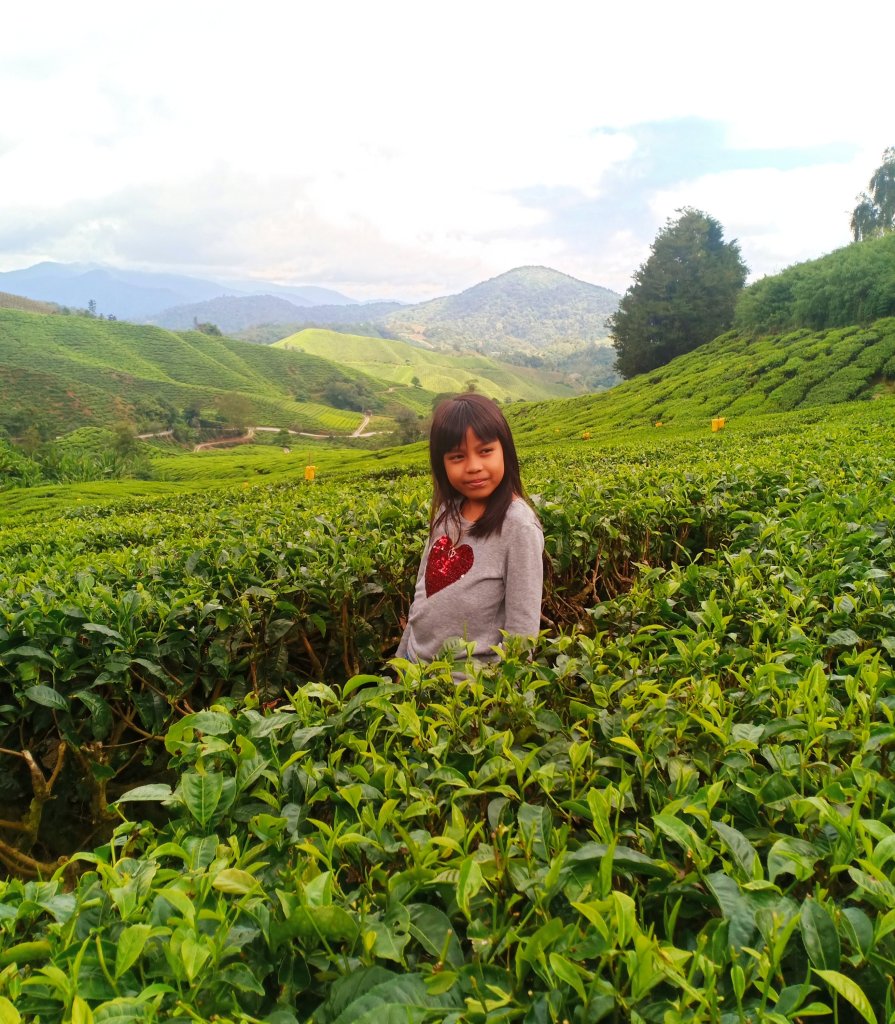 boh tea plantation photo and visit from cameron highlands day tour