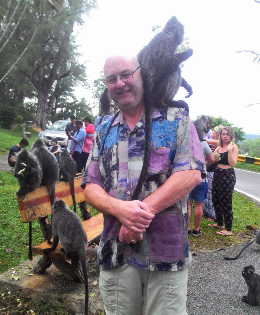 friendly silver leaf monkey at bukit melawati kuala selangor