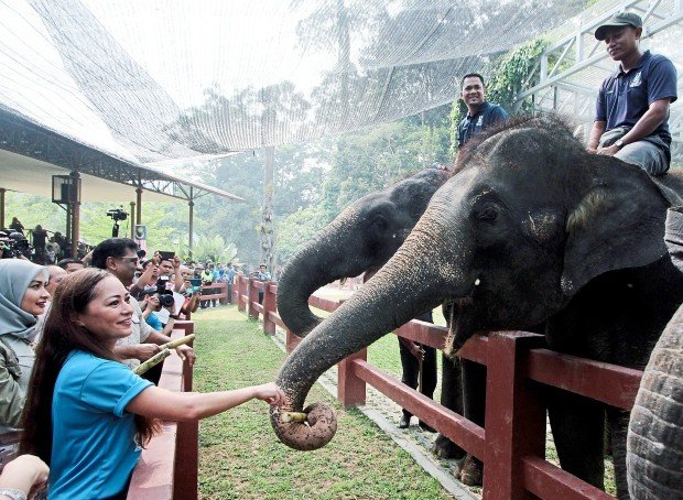 elephant Sanctuary Kuala Gandah Tour 
