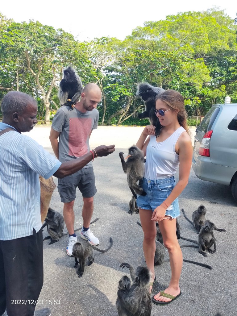 Private Hire Taxi Driver to kuala Selangor Fireflies Tour and bukit Melawati silver leaf monkey 